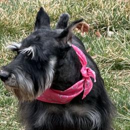 Miniature Schnauzers from Daniel Morlan