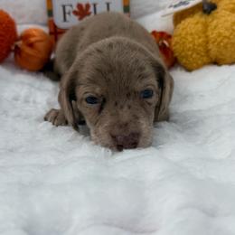 Rusty - Dapple male Dachshund puppy in Mansfield, Missouri from Owens Farm