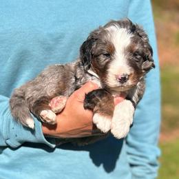 Walter - Blue merle male Bernedoodle puppy in Sugarcreek, Ohio from Cuddly Companion Doodles