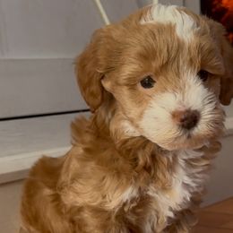 Maltipoos from Silverfire Puppies