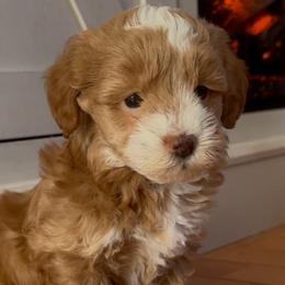 Maltipoos from Silverfire Puppies