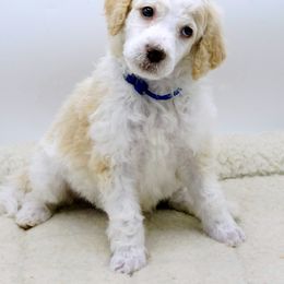 Poodle Puppies from Furball Forest Poodles