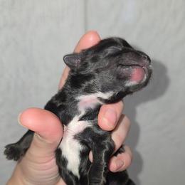 KB Black Male - Parti male Yorkshire Terrier puppy in Lakeland, Florida from You Me & The Yorkies