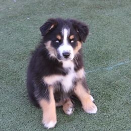 Smudge - Black tri-color male Australian Shepherd puppy in Sonoita, Arizona from Gardner Canyon Kennels