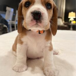 Milo - Red and white male Beagle puppy in Brownsboro, Texas from Willow Bark Beagles