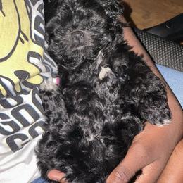 Shihpoo Puppies from Dws_kennelservices