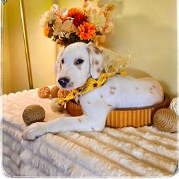 Mufasa (LUA Lemon Longcoat) - White and lemon male Dalmatian puppy in Salem, Missouri from Paradise Spots Dalmatians