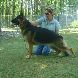 Darcy - German Shepherd