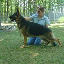 Darcy - German Shepherd