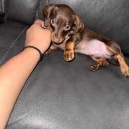 Zuko - Chocolate and tan male Dachshund puppy in Ceres, California from Rockin' M’s LilBitty Dachshunds (LBD)