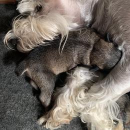 Miniature Schnauzer Puppies from Circle R Ranch