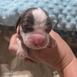 Boy 5 - Liver and white male English Springer Spaniel puppy in Saginaw, Michigan from Kemerer Springers