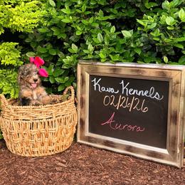 Aurora - Blue merle female Assorted Doodle Crosses puppy in Irmo, South Carolina from Kava Kennels
