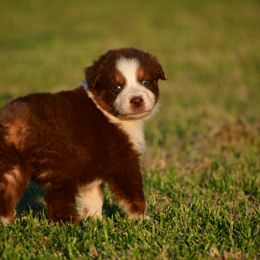 Australian Shepherd Puppies from Black Cow Kennels