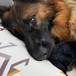 German Shepherds from London German Shepherds