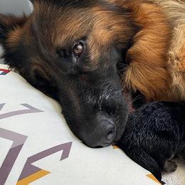 German Shepherds from London German Shepherds