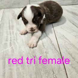 Ella f1 - Red tri-color female Australian Shepherd puppy in Arbela, Missouri from County Line Aussies