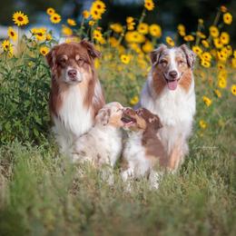 Australian Shepherd Puppies from Crystalbrook Aussies