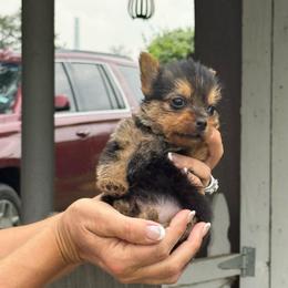 Oscar - Black and tan male Norwich Terrier puppy in Groesbeck, Texas from Ranch 4M