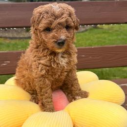 Sugar - Apricot female Goldendoodle puppy in Battleground, Washington from Doodles Delight PNW
