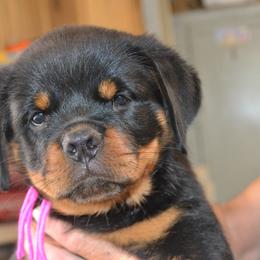 Female PINK COLLAR - Black and mahogany female Rottweiler puppy in Dawson Springs, Kentucky from Lakeview Rottweilers