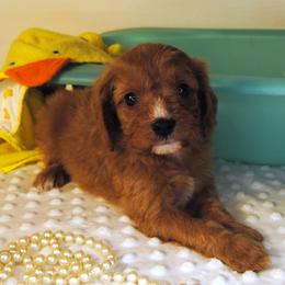 Scarlett - Red female Cavapoo puppy in Mountain Grove, Missouri from Dogwood & Sassafras Companions