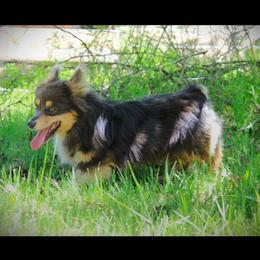 Casper - Pembroke Welsh Corgi