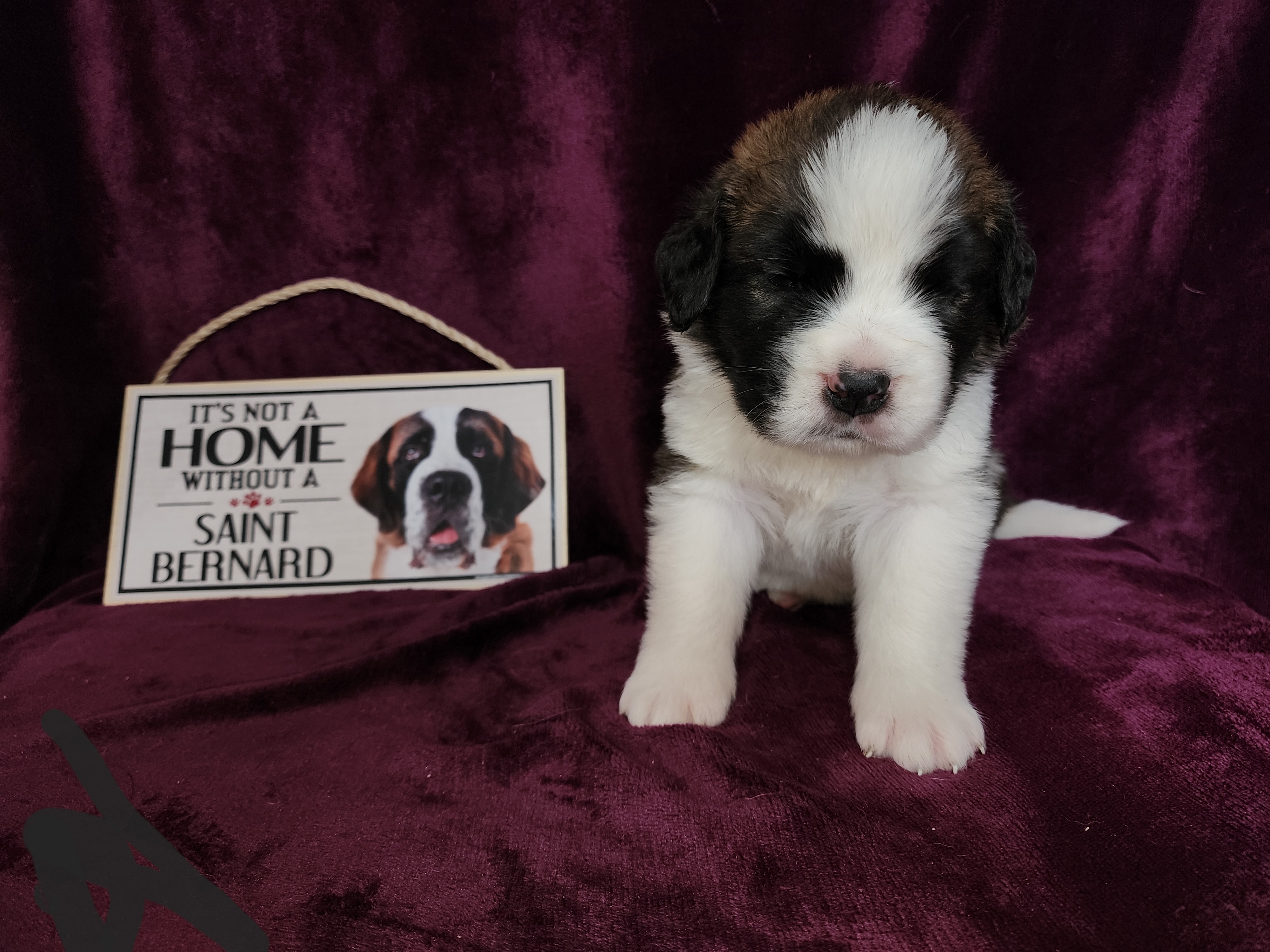 Saint Bernard Puppies from Tonya Tate's Saint Bernards