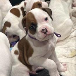Claudio - Boy 8 - purple - White male Boxer puppy in Nashville, Tennessee from Best Friends over 20+ years experience