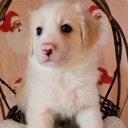 Lucy - Gold female Border Collie puppy in Watsontown, Pennsylvania from Kate Gresham