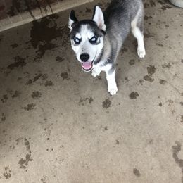 Boy 1 - Siberian Husky puppy in Lafayette, Louisiana from Home Grown Huskies