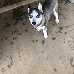 Boy 1 - Siberian Husky puppy in Lafayette, Louisiana from Home Grown Huskies