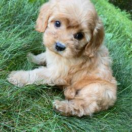 Pebbles - Apricot male Cavapoo puppy in Lewisburg, Pennsylvania from Cinda's Cavapoos