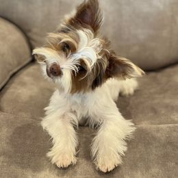 Tripp - Yorkshire Terrier