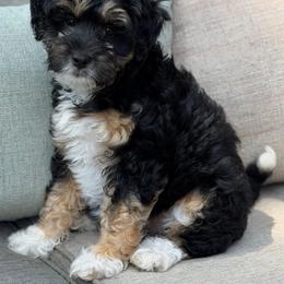 Newspaper - Black tri-color female Aussiedoodle puppy in Henry, Illinois from Rowe Farms Doodles