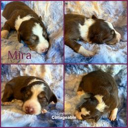 Mira - Tri-color female Border Collie puppy in Decatur, Alabama from Phantom Border Collies