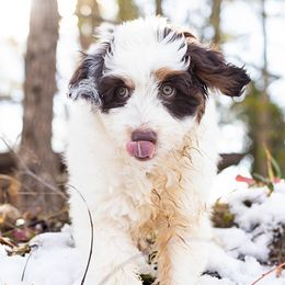 Aussiedoodle, Miniature Australian Shepherd, and Poodle Puppies from Fine and Dandy Aussiedoodles