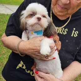 Kharma - Shih Tzu
