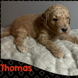 Thomas - Red  male Goldendoodle puppy in Pasadena, Texas from Toledo Creek Doodles