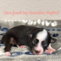 Sara - Black tri-color female Australian Shepherd puppy in Hico, Texas from Chisholm Trail Kennels