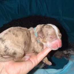 Light Blue Girl - Merle female Bernedoodle puppy in High Point, North Carolina from Full Hands Farm