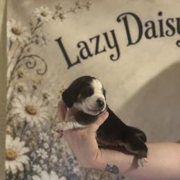 Lavender Collar - Black white and brown female Basset Hound puppy in Tonkawa, Oklahoma from Lazy Daisy Basset Hounds