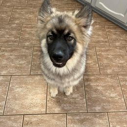 Siberian Husky Puppies from North Valley Huskies