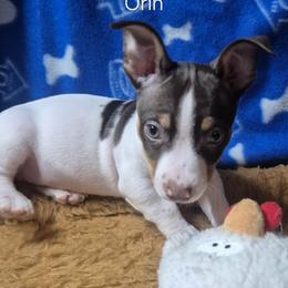 Orin - White and chocolate male Teddy Roosevelt Terrier puppy in Murray, Kentucky from Froschwald German Shepherds and Xanadu Teddy Roosevelt Terriers