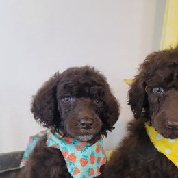 Poodle Puppies from BellCoop Ranch