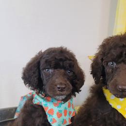 Poodle Puppies from BellCoop Ranch