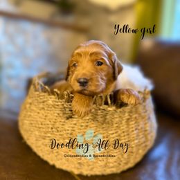 Yellow girl - Red  female Goldendoodle puppy in Valdese, North Carolina from Doodling All Day Goldendoodles