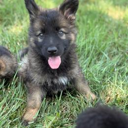 No collar female - Sable female German Shepherd puppy in Osco, Illinois from Sonnenhügel Kennel, LLC