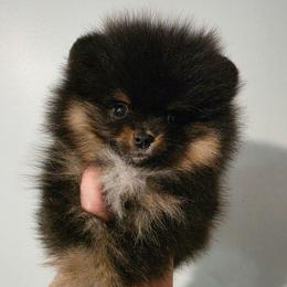 Shadow - Black and tan male Pomeranian puppy in Wildersville, Tennessee from RoyalRarity's Poms & Enrichment
