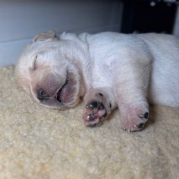 Hot Pink Collar - Yellow female Labrador Retriever puppy in Somerset, California from Cantina Labs and Cavs